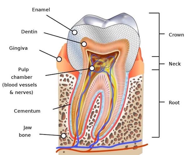 tooth-anatomy-from-enamel-to-root-canal-nerve